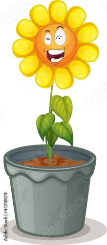 flower in the pot