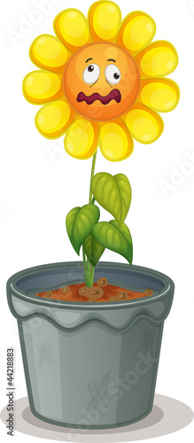 flower in the pot