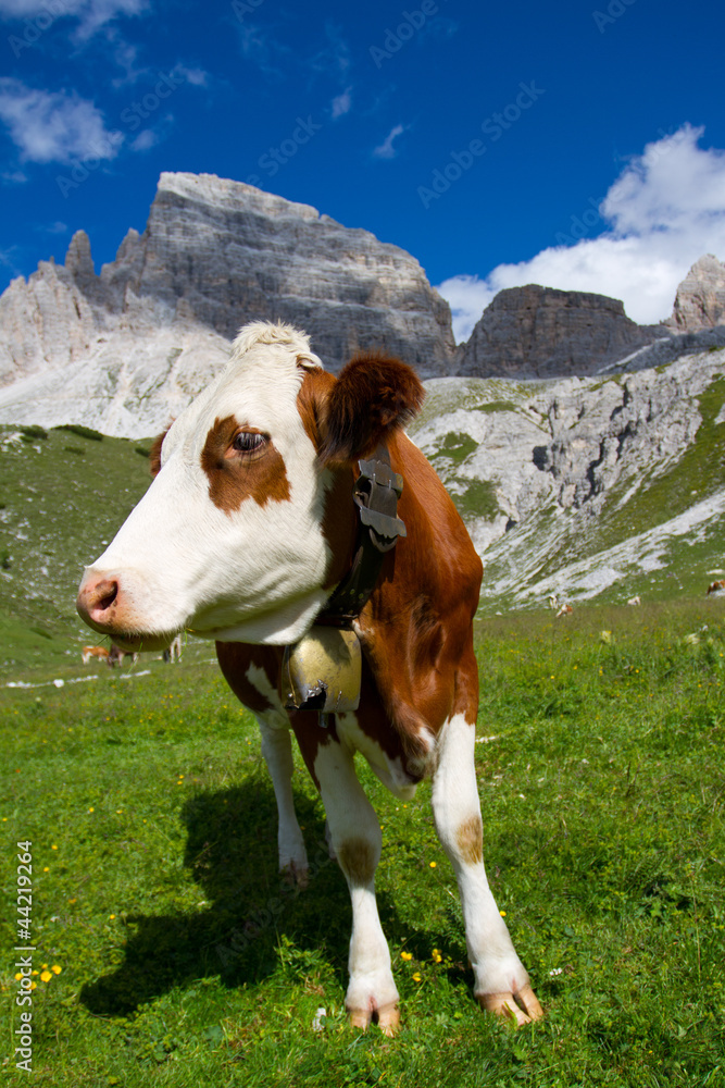 The cow on a summer  pasture in Dolomiti mountain