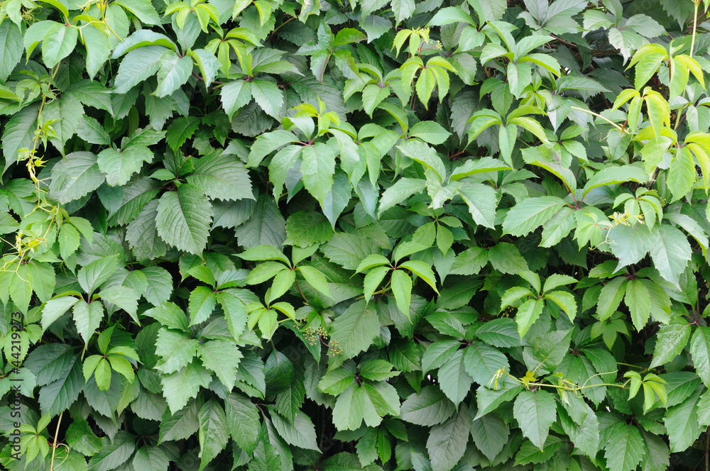 Green wall as a background Green wall as a background