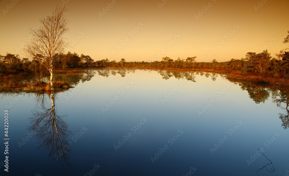 Obraz premium Marsh landscape in Estonia with large lake and a tall birch.