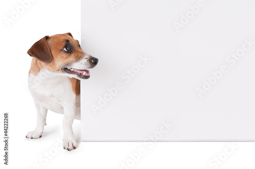 dog is looking out from behind a poster