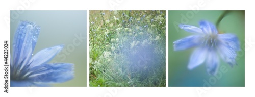 Panel kuchenny z motywem kwiat cykoria niebieski błękitny płatki zbliżenie makro