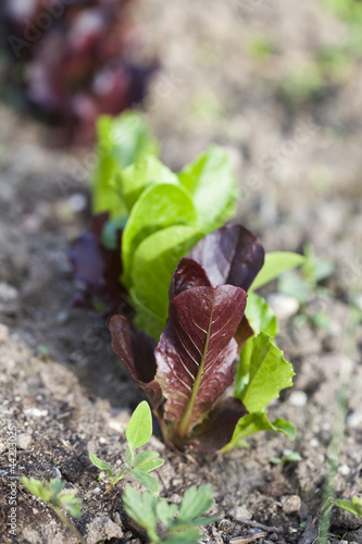 Salad growing