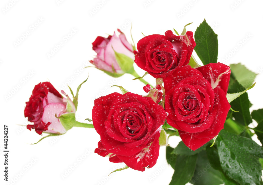 Beautiful vinous roses on white background close-up Beautiful vinous roses on white background close-up