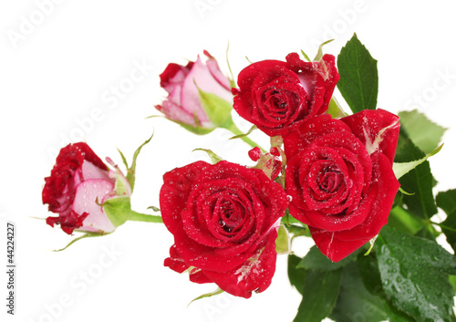 Beautiful vinous roses on white background close-up