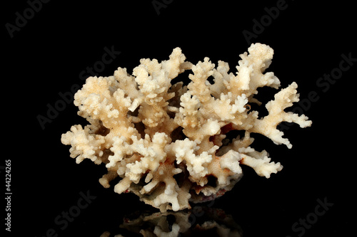 Sea coral isolated on black background