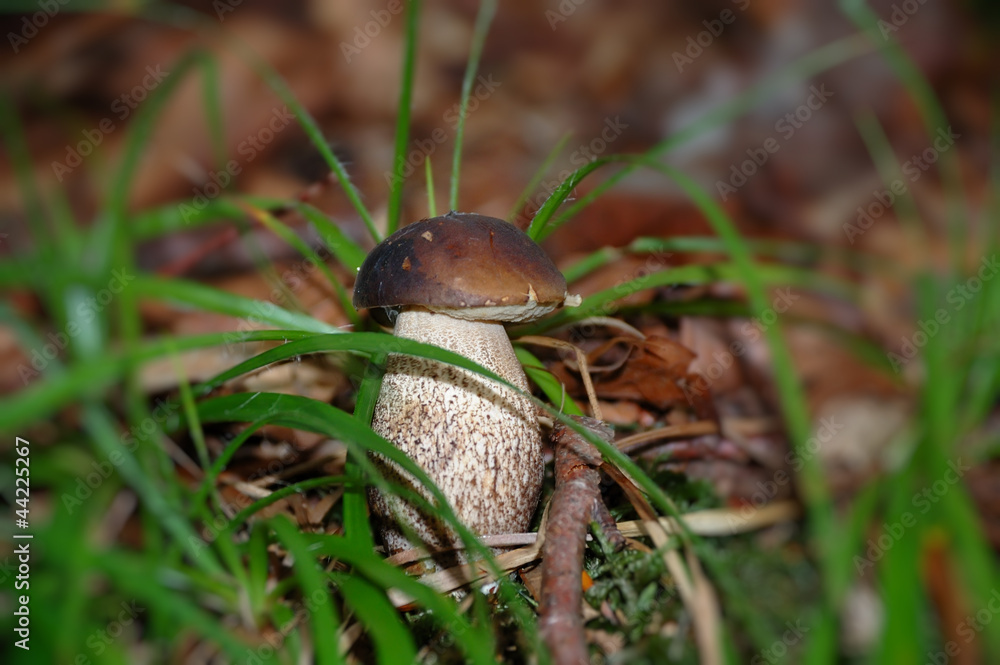 Boletus Boletus