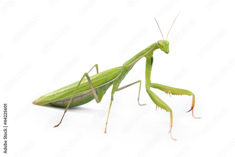 Mantis isolated on a white background Mantis isolated on a white background