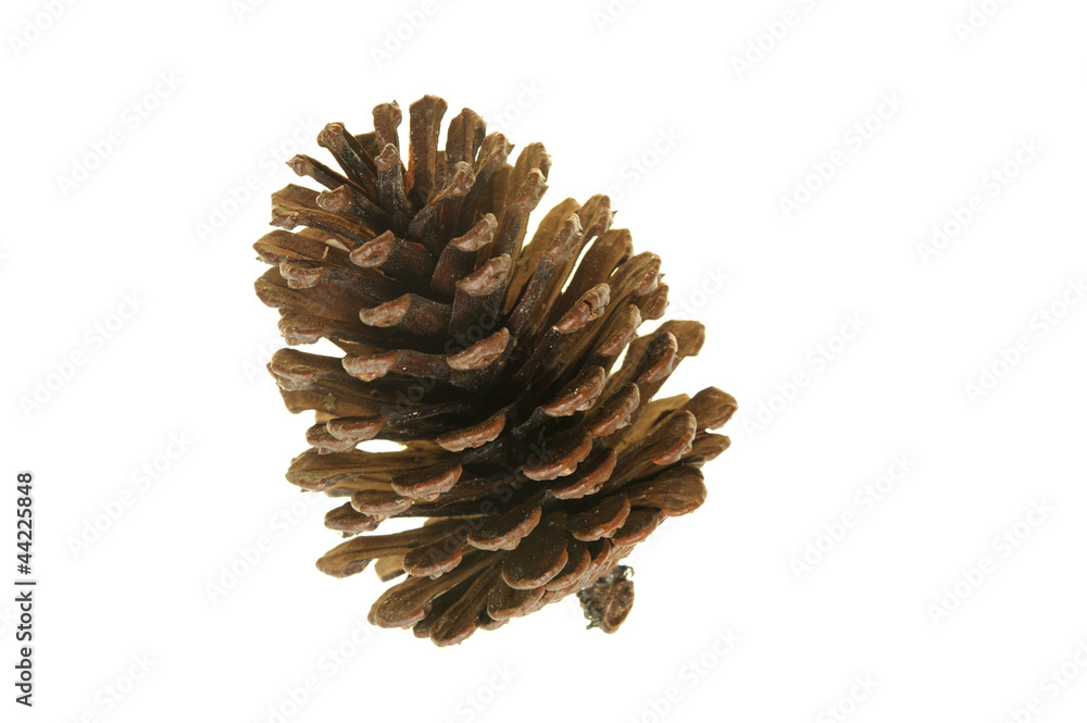 Pinecone Pinecone