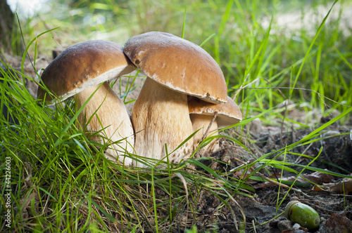 Three mushrooms - (Borowik edulis)