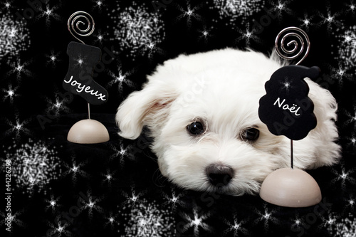 Joyeux Noël avec bichon photo