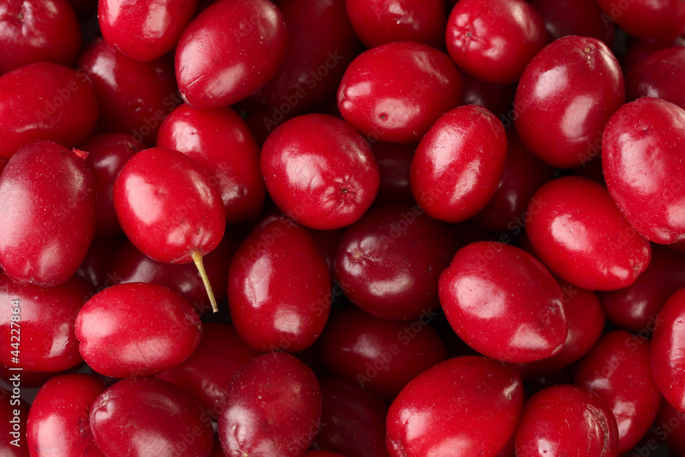 fresh cornel berries close-up fresh cornel berries close-up