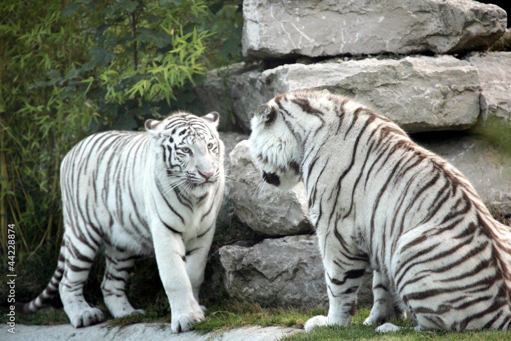 Obraz premium tigre blanc