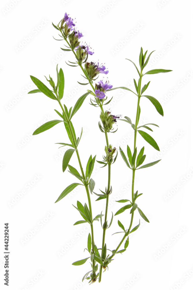 Ysop (Hyssopus officinalis) Ysop (Hyssopus officinalis)