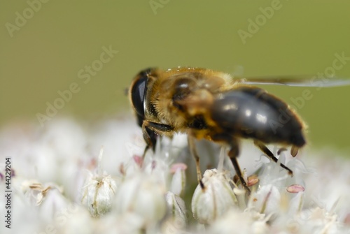 One Bee Gathering Pollen.