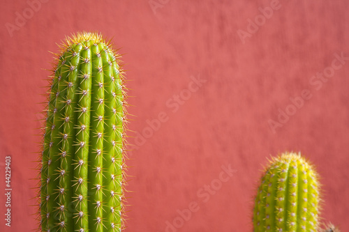 dwa kaktusy na czerwonym tle