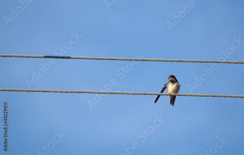 Swallow © Gucio_55