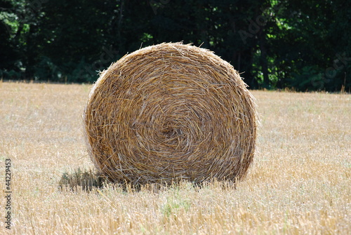 1 botte de paille dans un champ de blé