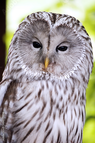 An Ural Owl