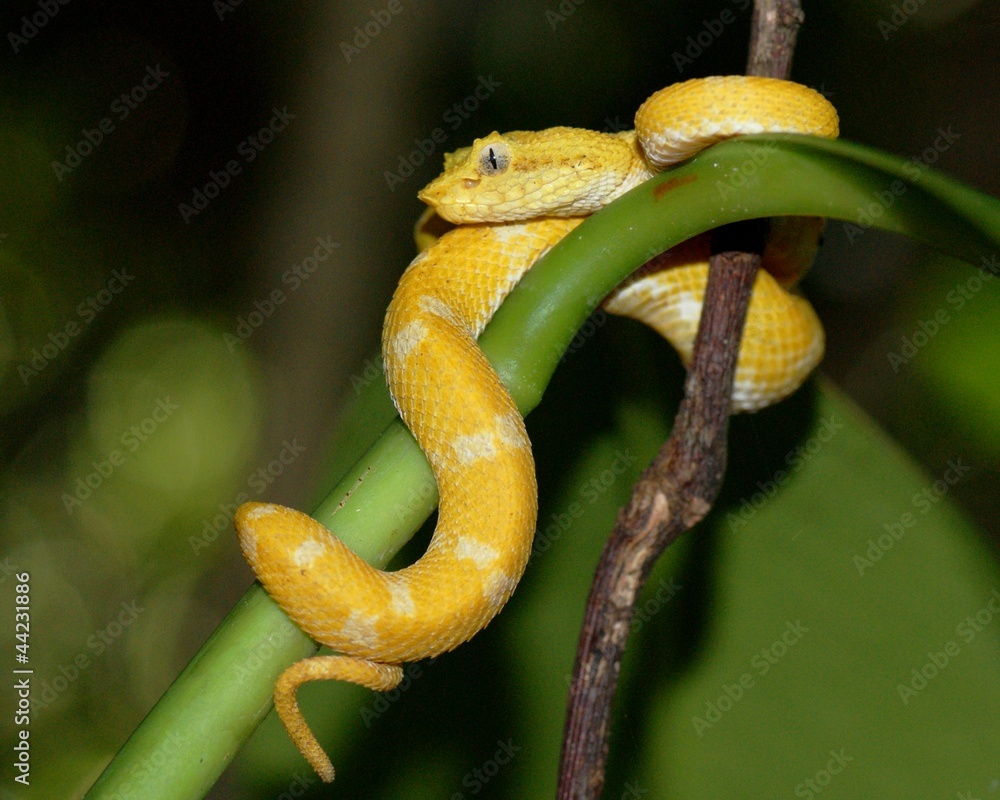 Obraz premium Deadly Eyelash Pit Viper, Bothriechis schlegelii, yellow phase