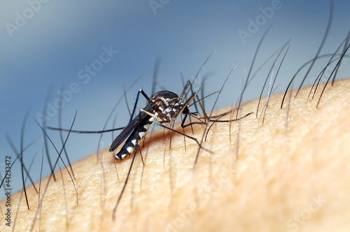 Wallpaper Mural Mosquito; dengue virus carrier Torontodigital.ca