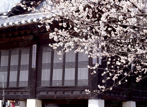 a view of Korean traditional house with Sakura photo