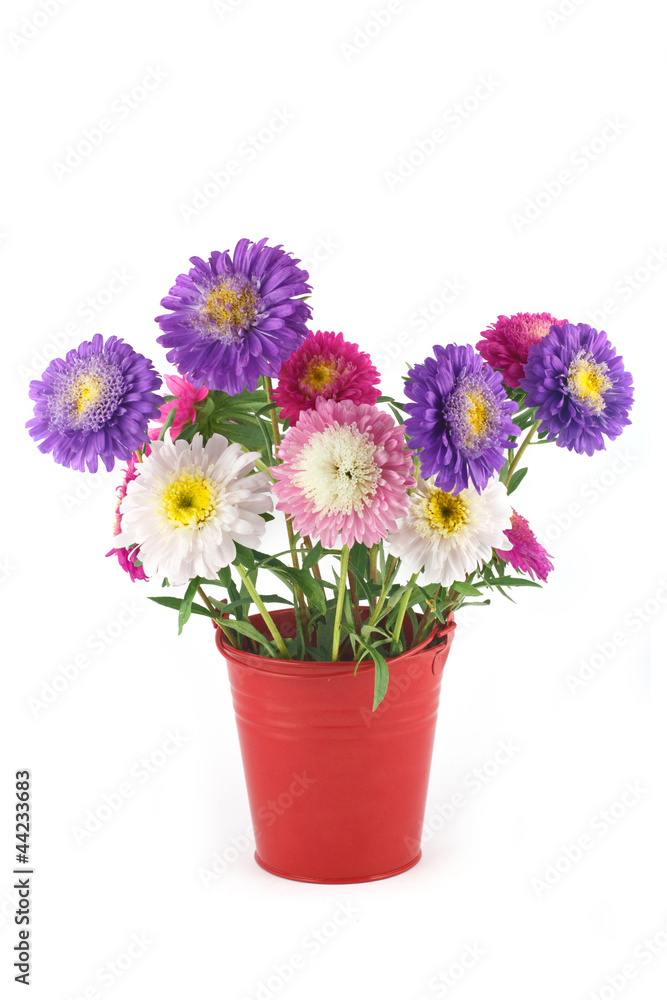 Bouquet of asters in a bucket Bouquet of asters in a bucket