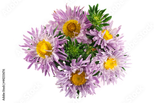 Lilac aster flower isolated