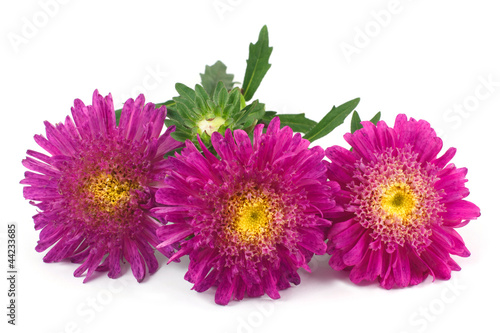 Aster red isolated on white