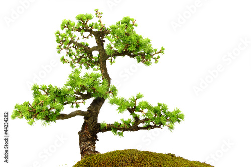Fir tree in the middle of nature with branches and grass green