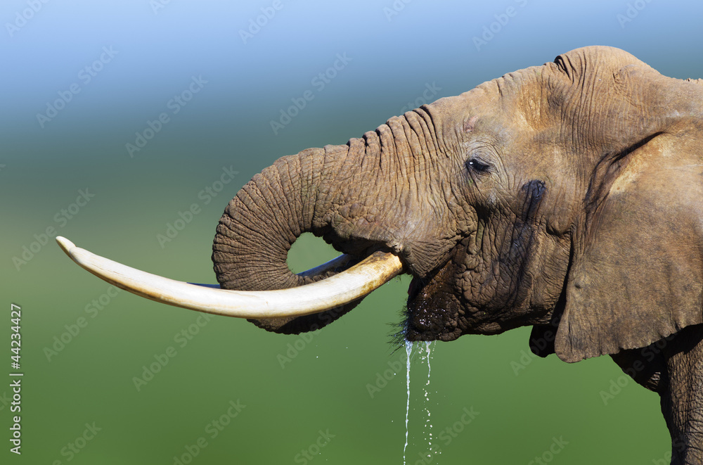 Fototapeta premium Elephant drinking water