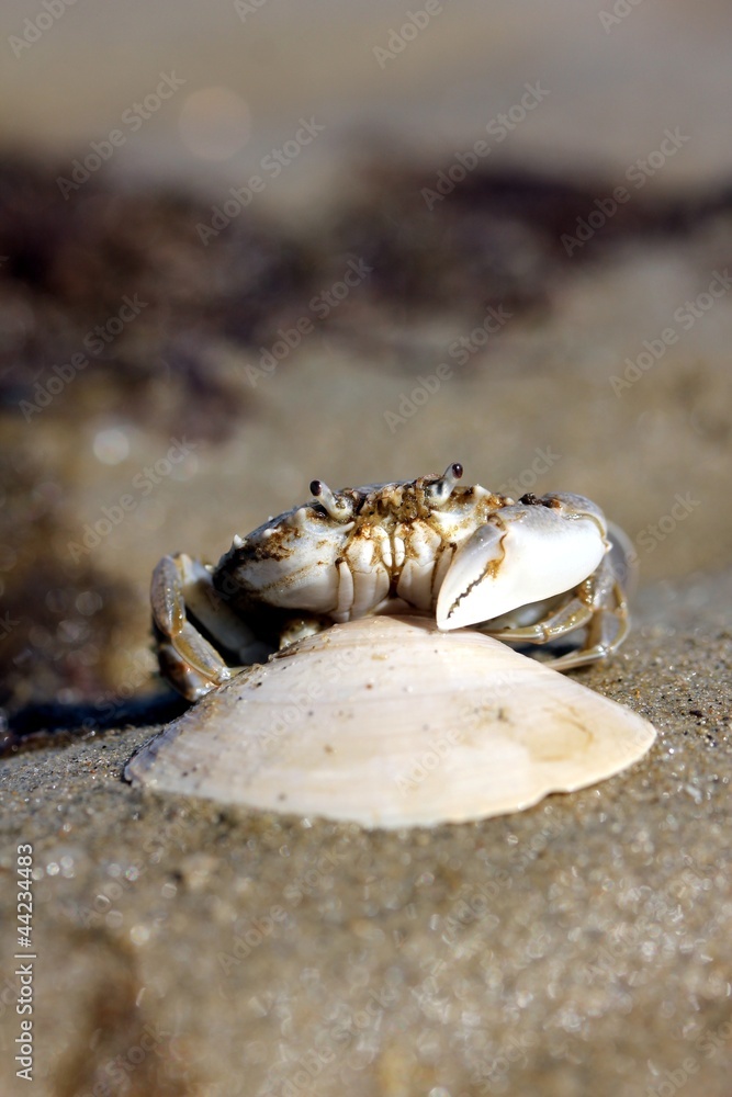 little beach crab little beach crab