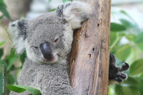 Fototapeta Naklejka Na Ścianę i Meble -  Koala Bear