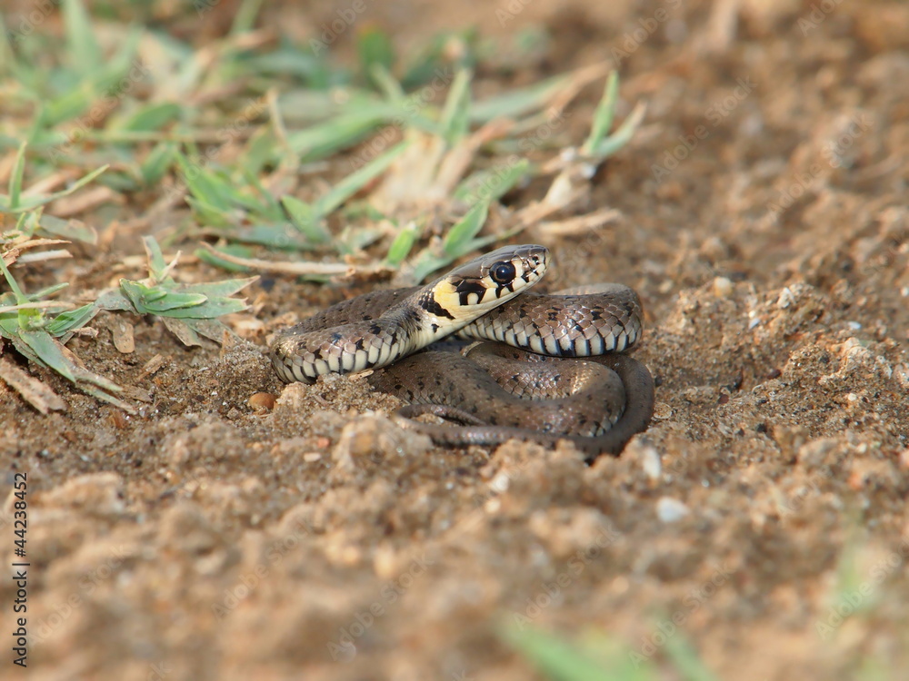 Grass Snake (Natrix natrix) Grass Snake (Natrix natrix)