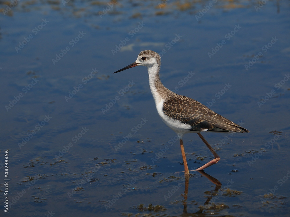 Black-winged Stilt (Himantopus himantopus) Black-winged Stilt (Himantopus himantopus)
