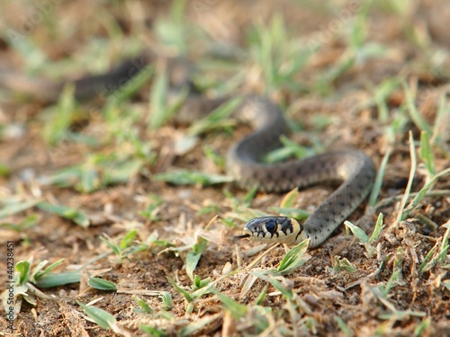 Grass Snake (Natrix natrix)