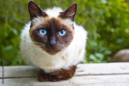 View Siamese Cat
