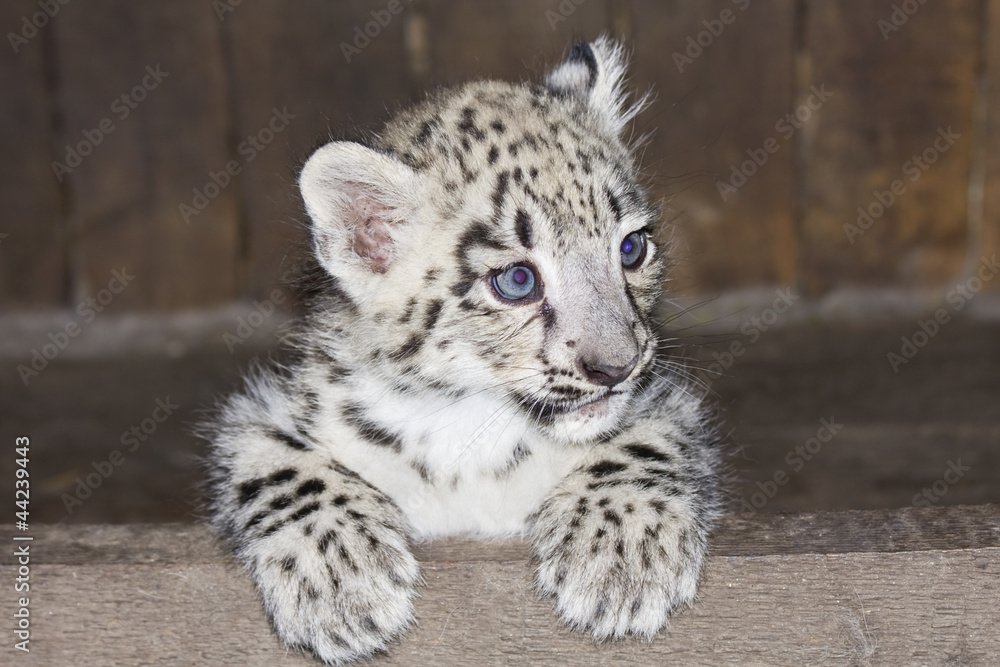 Obraz premium Snow leopard (Uncia uncia) cub