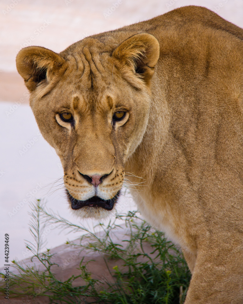 Obraz premium Closeup of lioness head and shoulders, staring at camer