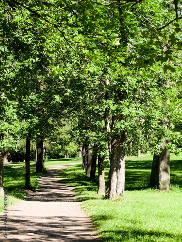 path in the woods