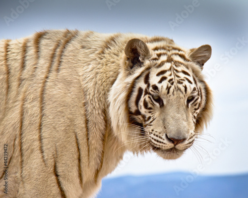 Head & shoulders of Siberian Tiger standing
