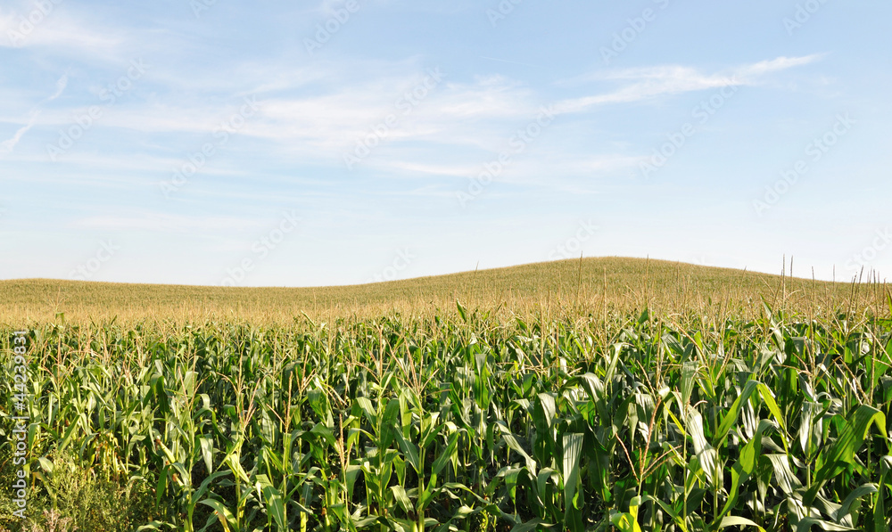 Corn field