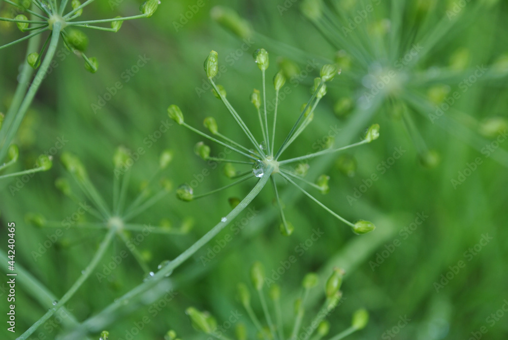 Dill Plants Dill Plants
