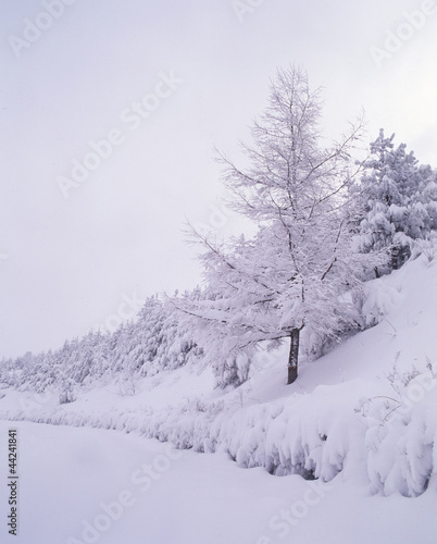 trees and rock in the mountain covered with snow © tongroimage