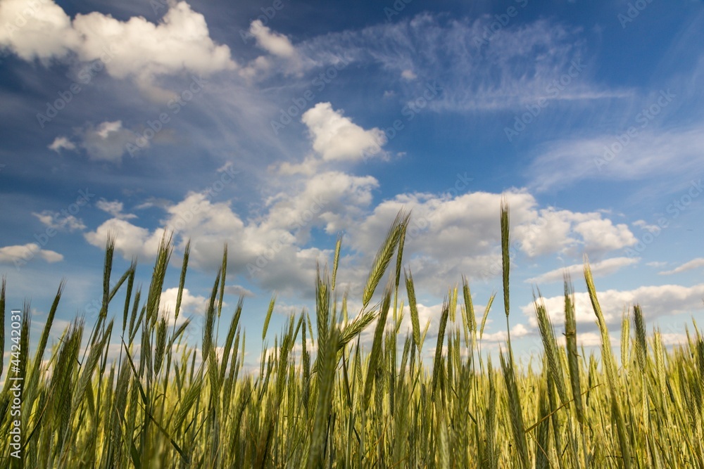 Obraz premium Weizenfeld im Sonnenlicht