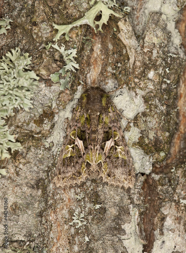 Trachea atriplicis camouflaged on oak, macro photo