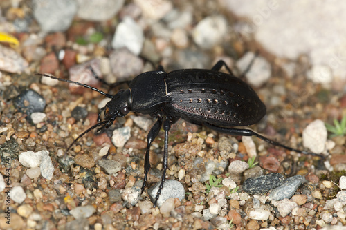 Ground beetle, Carabus hortensis, macro photo