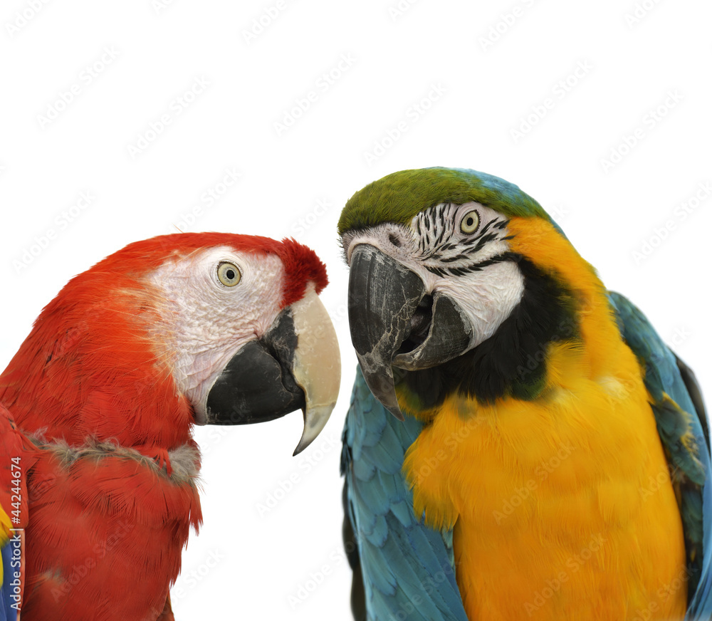 Fototapeta premium Parrots