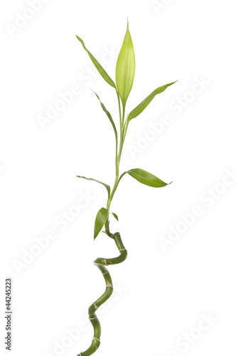 Bamboo stem ,isolated